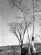 Birch at Prime Quarry #2