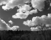 Clouds above a Forest