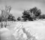 Snowy Clearing