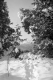 Tracks in Between Two Conifers
