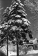 Two Conifers in the yard of a House
