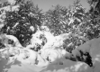 Fresh Powder on Conifers