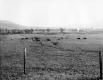 Cows in a Field