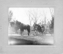 Family in Buggy