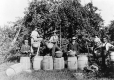 Apple Picking