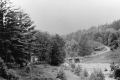 Wooden Bridge