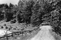 Wooden Bridge Surrounded by Trees