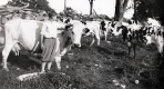 Boy in Pasture with Cows