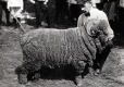 Sheep and Man