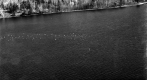 Ducks of Bristol Pond (Winona Lake)
