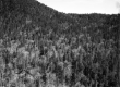 Timber land in Ripton