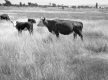 Whiteface Cattle Ranch