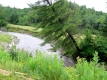 Falling Coniferous Tree in Little River