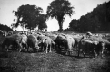 Sheep on Maple Homestead