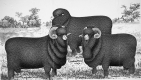 Three Black Sheep