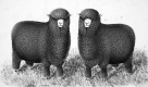 Two Sheep