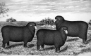 Three Sheep in Field