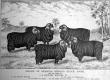 Spanish Merino Stock Rams