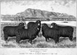 Spanish Merino Ewes