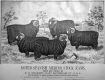 Spanish Merino Rams