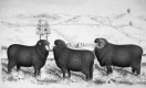 Three Sheep in a Pasture