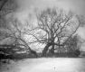 Trees and Covered Bridge