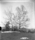 Two Birch Trees by Fence
