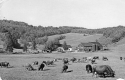 Cows at Warden Farm