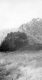 Tree uprooted in 1938 Hurricane