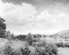 Field by Norwich