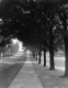 Tree Lined Street 