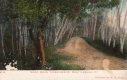 Wood Road, Morningside