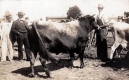 Showing Cows at 1909 Vermont State Fair