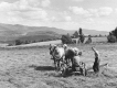 Boys Haying