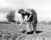 Woman Planting at Trapp Family Farm