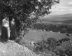 Women Looking at Cows