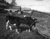Two Cows
