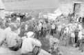 Cows at Trapp Family Farm Auction