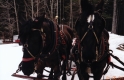 Trapp Family Lodge Horses