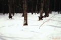 Sugar Maples