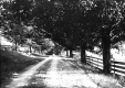 View Down Dirt Road Near The Hortonia