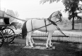 Wooden Horse and Carriage