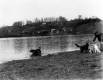 Dogs and Flood