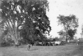 Gorham Bridge with Cows