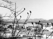 Branches, Mill and Mountains