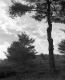 Trees on a Hill