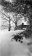 Fence and Trees Covered in Snow