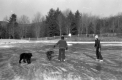 Ice Skating with Dogs