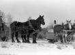 Horse-Drawn Sleighs