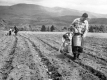 Farming near Mountains